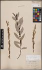 Foto von Salix caprea L. x Salix eleagnos Scop.